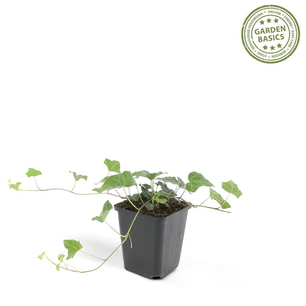 In de afbeelding ziet u een compacte Hedera Helix plant in een pot met een diameter van 9 cm en een hoogte van 25 cm. De klimop heeft weelderige, groene bladeren met een karakteristiek gelobd patroon. De plant hangt elegant over de rand van de pot, wat zijn veelzijdige gebruik als hangplant, klimplant of bodembedekker benadrukt. De pot staat in een goed verlichte ruimte, wat de glans van de bladeren accentueert en een frisse, natuurlijke uitstraling aan de omgeving geeft.