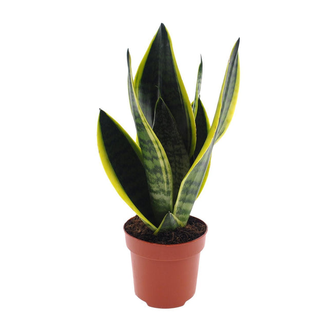 Sansevieria Futura Superba, een elegante plant met een potmaat van 12 cm en een hoogte van 30 cm. De stevige, zwaardvormige bladeren hebben een unieke, gedurfde tekening met gouden randen, wat de plant een opvallend uiterlijk geeft. 